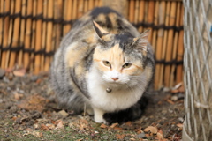 竹垣の前にて
