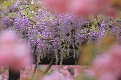 桜の間から覗いた藤