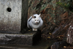 神社の境内にて　その１