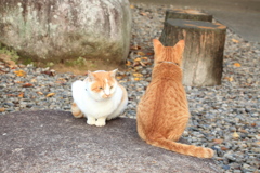 石の上にて