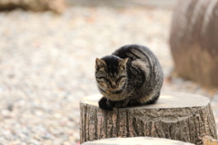 切り株の上から