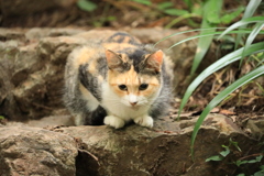 石段の上にて