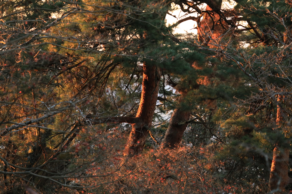 朝日を受ける古木