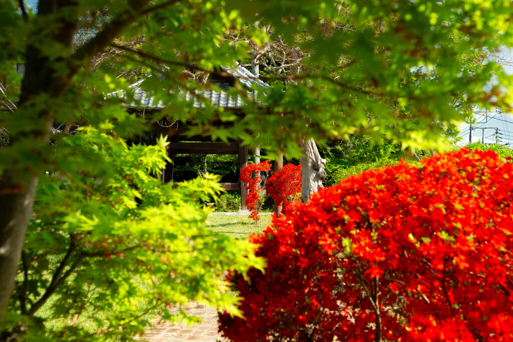 木々の向こうの紅