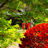 木々の向こうの紅