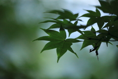 青もみじ 青もみじ