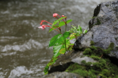 川の流れを見つめてⅱ