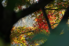 木々の向こうの秋