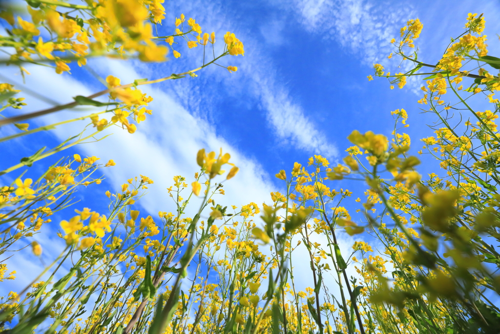 空に唄う菜の花