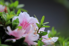 華やぎ