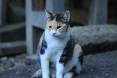 眺める