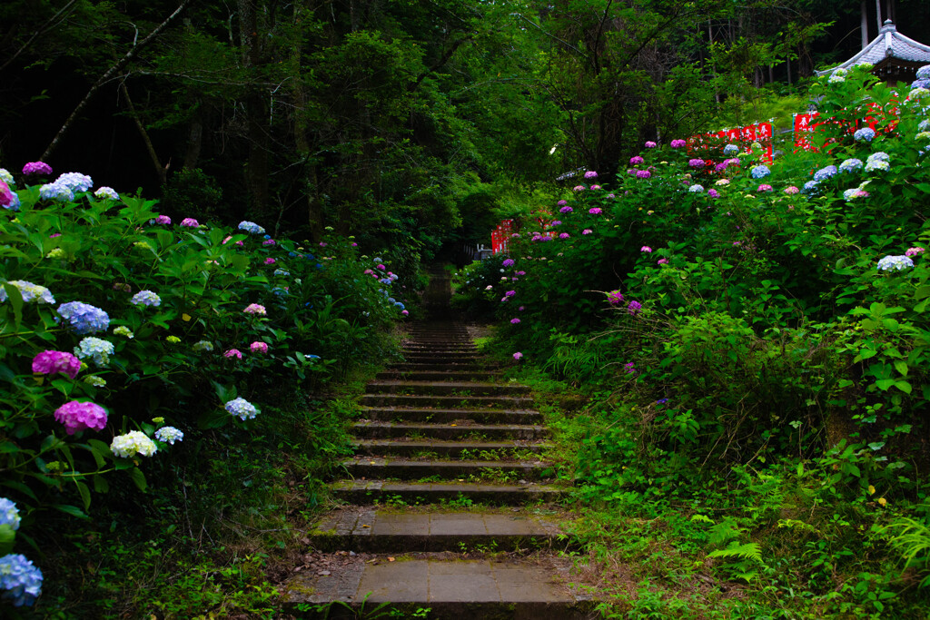 紫陽花の奥道