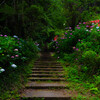 紫陽花の奥道