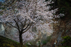 斜面の一本桜