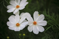 花嫁衣装の三姉妹