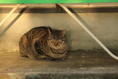 ベンチの下にて ベンチの下にて