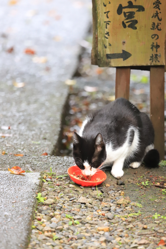 朝ご飯