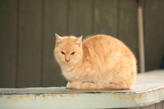 カウンターの上にて カウンターの上にて