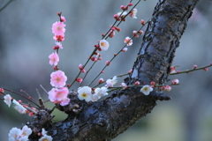 気（木）になる花