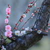 気（木）になる花