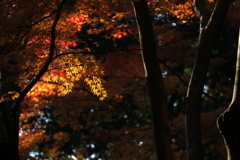 日照り