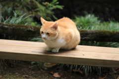 ベンチの上にて