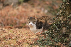 木陰にて