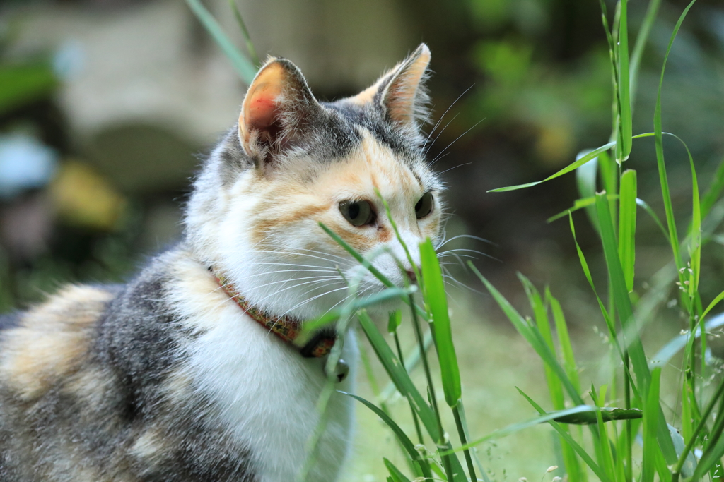 草の陰から