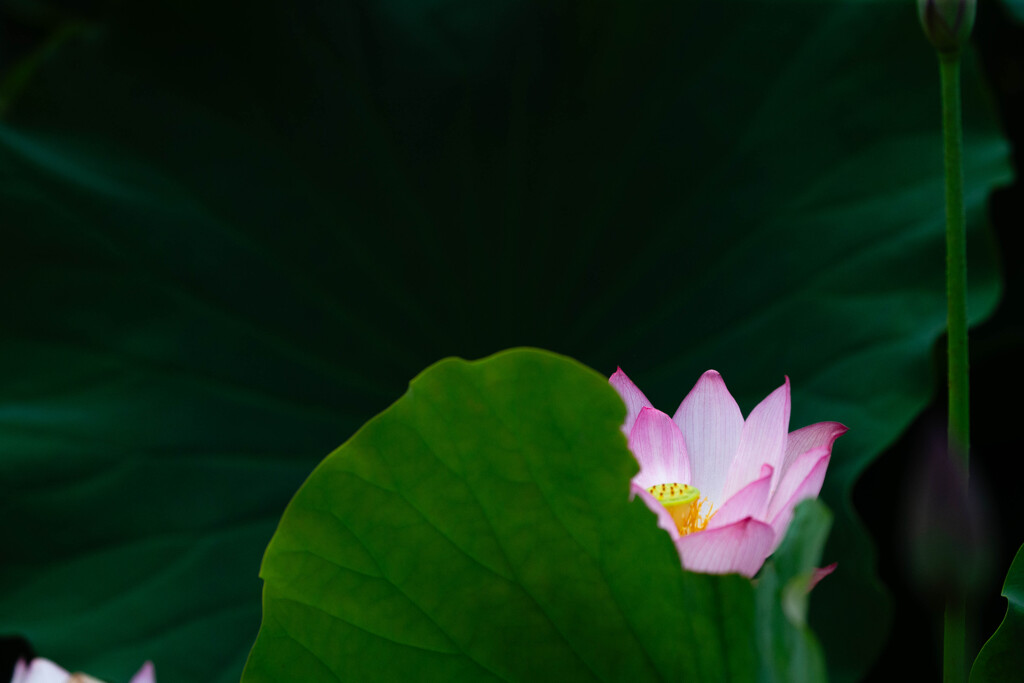 草葉の陰から