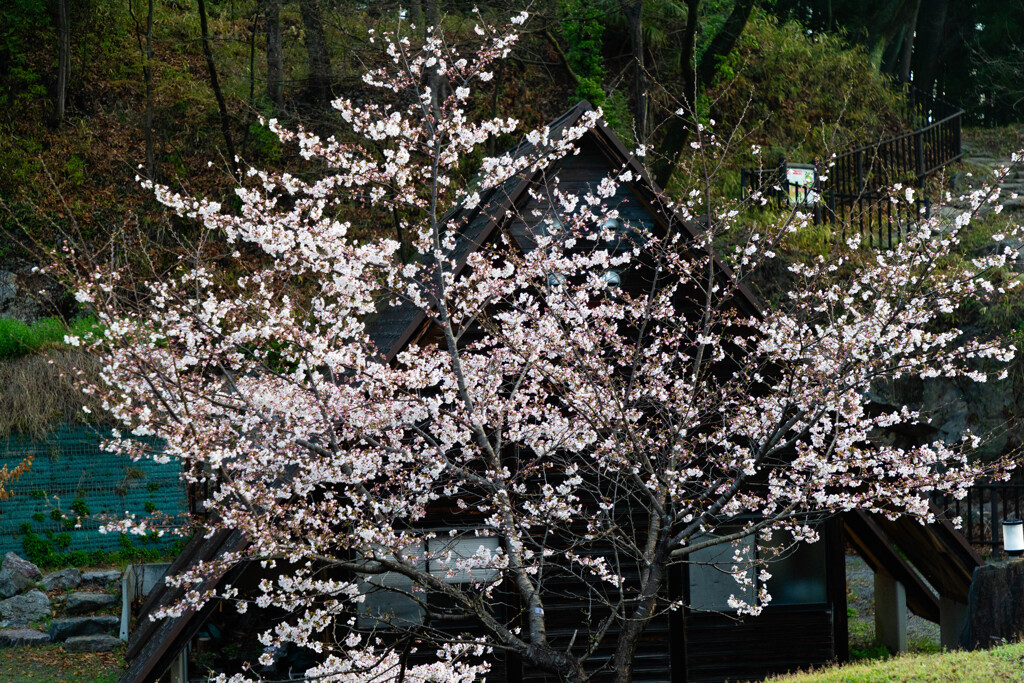 ロッジの桜