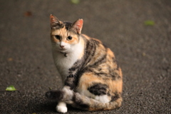 見つめて