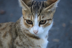 バルタン星人猫参上！