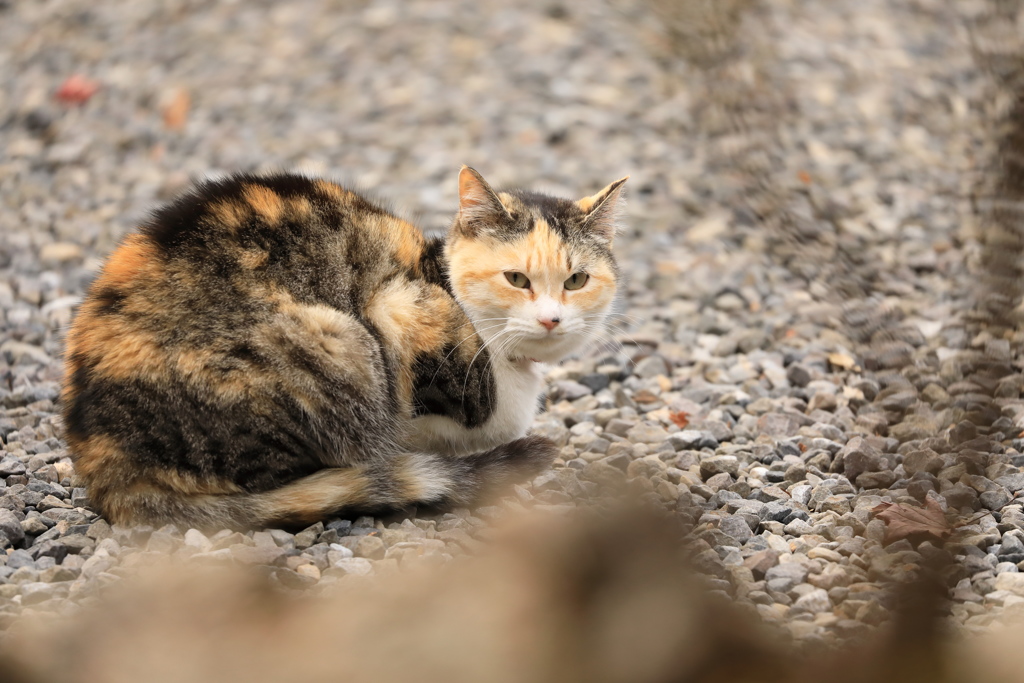 砂利の上にて