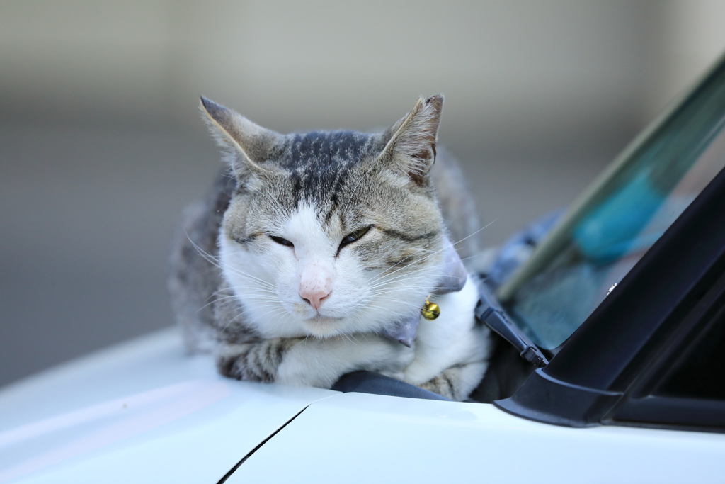 ボンネットの上にて
