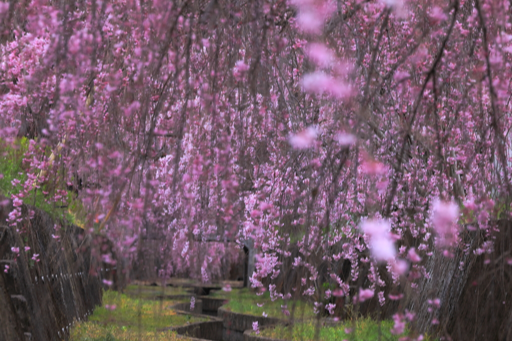 水路にはためくしだれ桜
