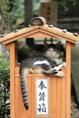 わしゃここの主だにゃあ
