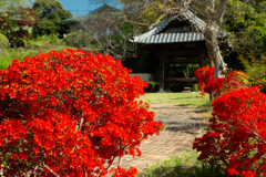 参道の花道