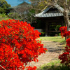 参道の花道