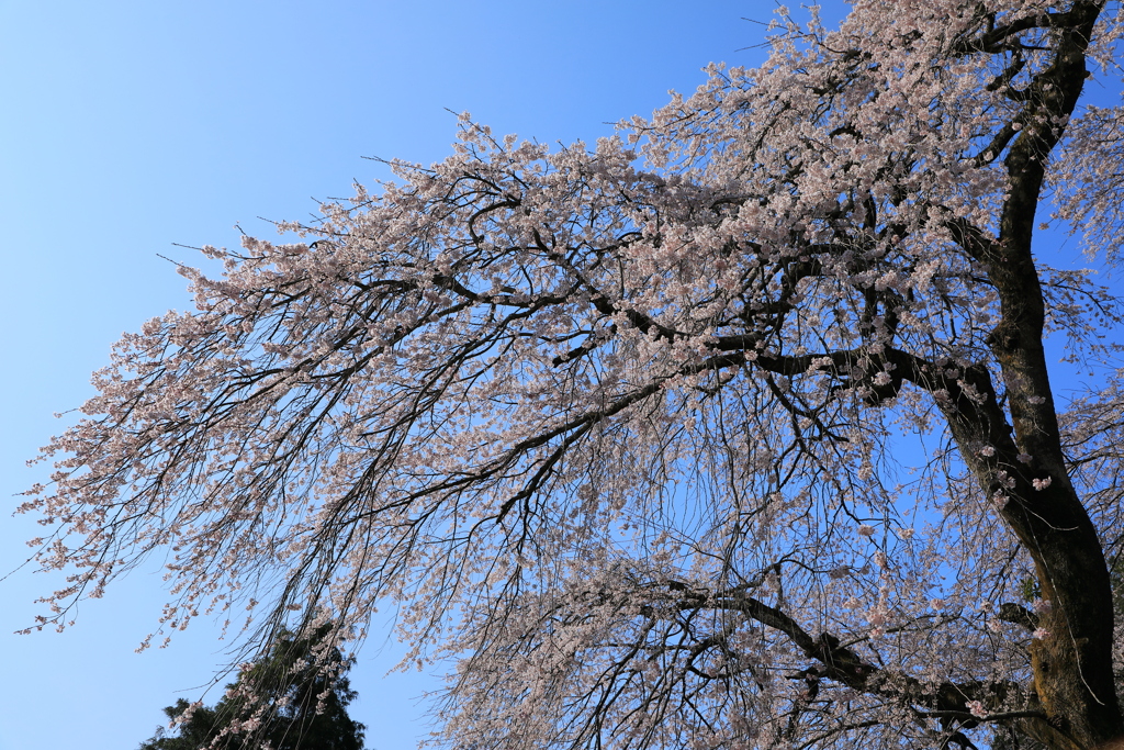 青空としだれ桜