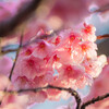 愛ひしめく