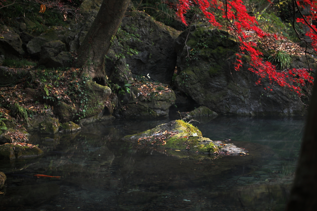 池ほとりの秋