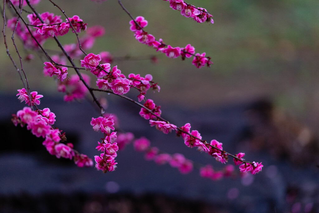 春の香り