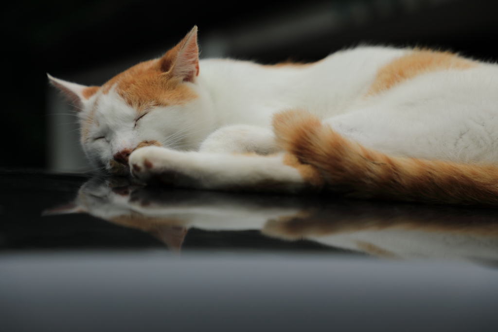 気持ちいいにゃ～