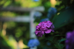 紫陽花も神社に参拝