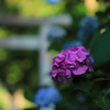紫陽花も神社に参拝