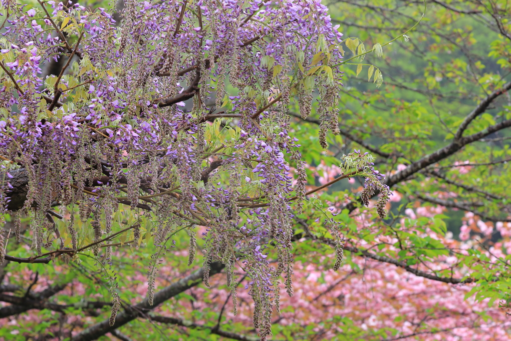 藤と桜の境目