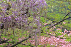 藤と桜の境目