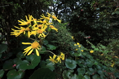 花、燦燦と 花、燦燦と