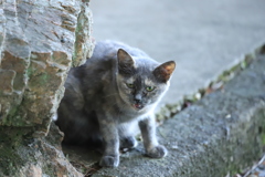 岩陰から