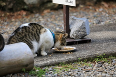 朝ごはん